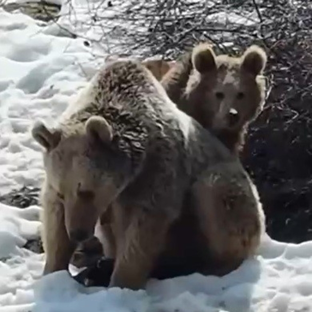 Erzincan'da ayıların kar keyfi kamerada