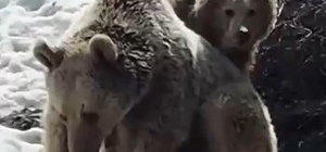 Erzincan’da ayıların kar keyfi kamerada