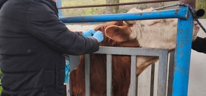 Hayvancılık işletmelerinde sağlık taraması yapıldı