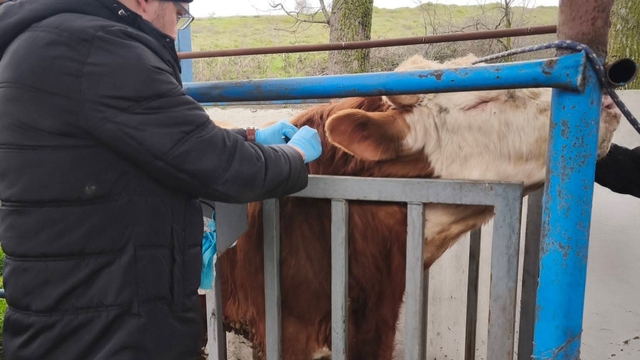 Hayvancılık işletmelerinde sağlık taraması yapıldı