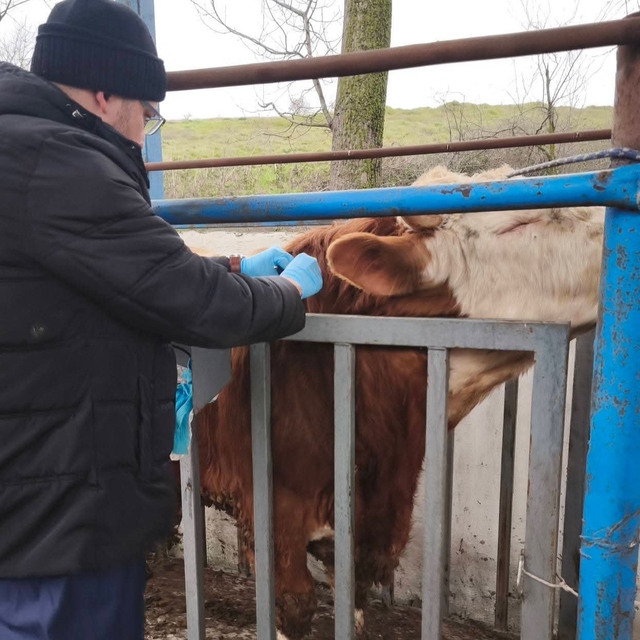 Hayvancılık işletmelerinde sağlık taraması yapıldı