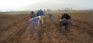 Erzincan bölgenin fidan ihtiyacını karşılıyor