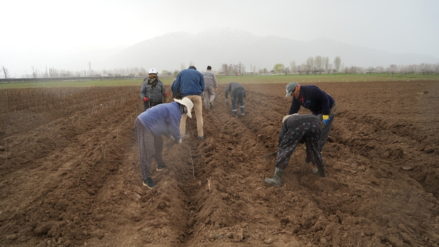 Erzincan bölgenin fidan ihtiyacını karşılıyor