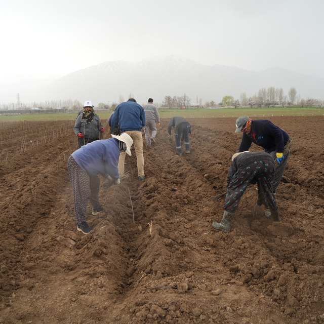 Erzincan bölgenin fidan ihtiyacını karşılıyor