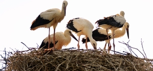 Baharın habercisi leylekler Erzincan'a erken geldi