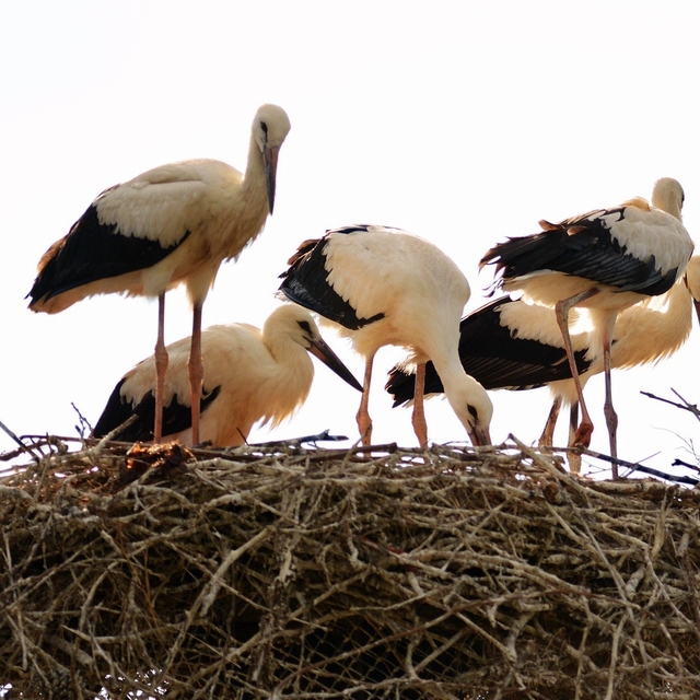 Baharın habercisi leylekler Erzincan'a erken geldi