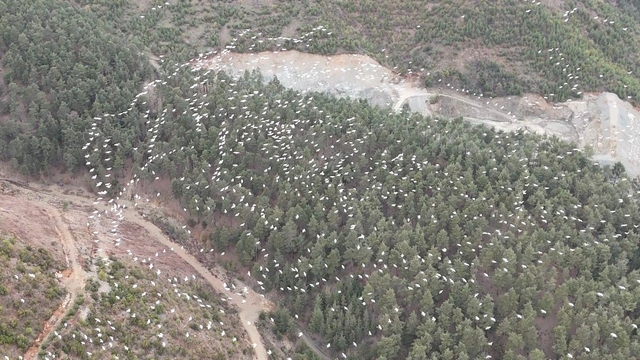 Mersin'de ak pelikanların dansı görsel şölen sundu