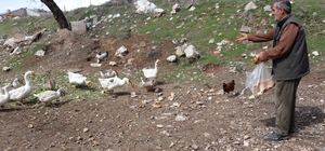 Şehirde renkli görüntüler oluşturan firari kazlar, yuvalarında görüntülendi