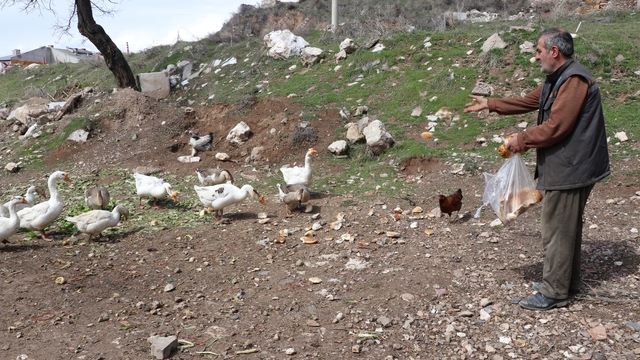 Şehirde renkli görüntüler oluşturan firari kazlar, yuvalarında görüntülendi