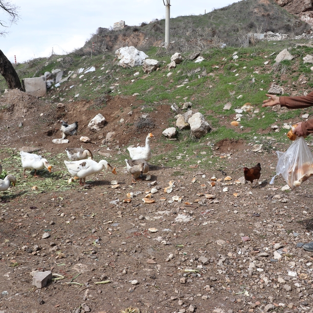 Şehirde renkli görüntüler oluşturan firari kazlar, yuvalarında görüntülendi