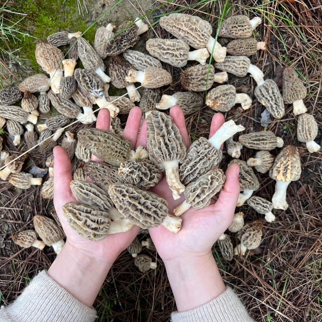 Kaş'ta kuzugöbeği mantarı sezonu başladı
