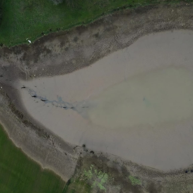 Göletin suyu boşalınca balıklar açıkta kaldı