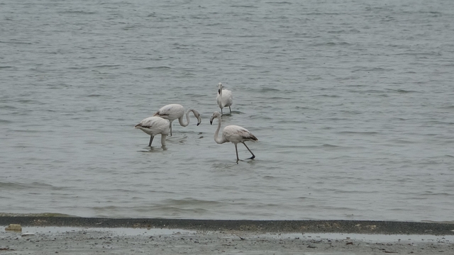 Allı turnalar bu yıl Van'a erken geldi