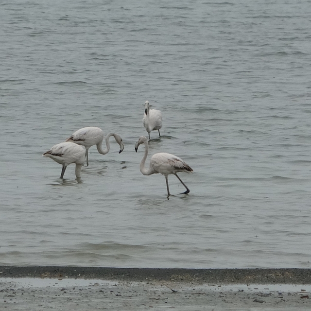 Allı turnalar bu yıl Van'a erken geldi