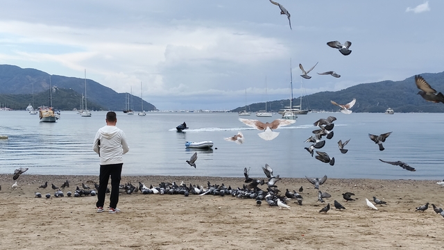 Marmaris'te güvercinler kışın boşalan sahili mesken tuttu
Alay halinde hareket eden güvercinler renkli görüntüler oluşturuyor