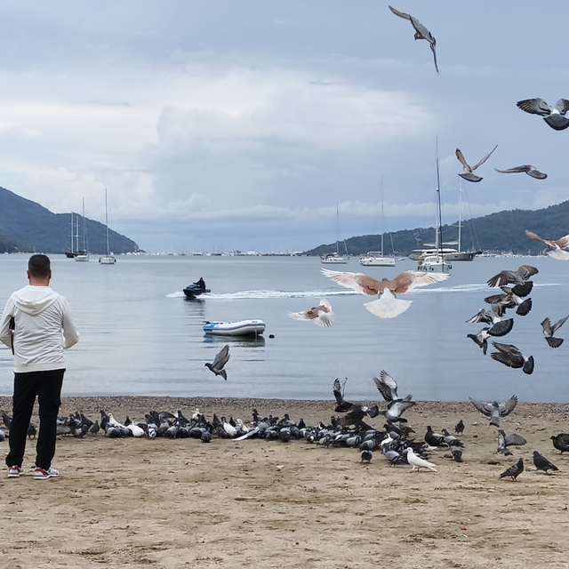 Marmaris'te güvercinler kışın boşalan sahili mesken tuttu
Alay halinde hare...