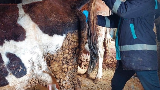 Hisarcık'ta şap hastalığı için büyükbaş hayvanlardan kan numunesi alındı