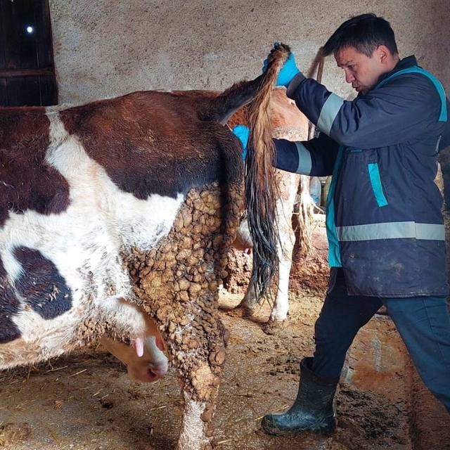 Hisarcık'ta şap hastalığı için büyükbaş hayvanlardan kan numunesi alındı