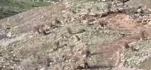 Domuzlar koyun sürüsüne saldırdı, çoban köpeği kovaladı