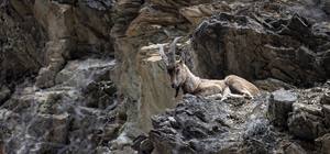 Dağ ve ormanlarla kaplı Munzur Vadisi birçok yaban hayvanına ev sahipliği y...