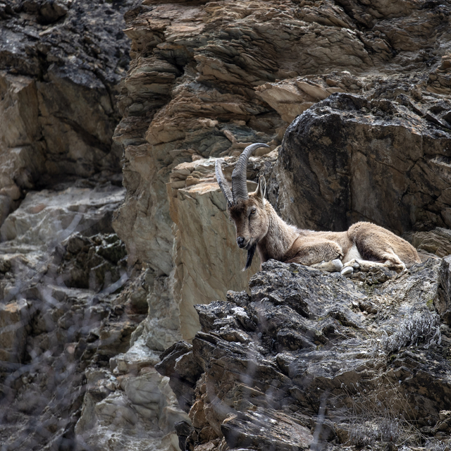 Dağ ve ormanlarla kaplı Munzur Vadisi birçok yaban hayvanına ev sahipliği y...