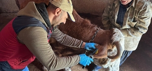 Tunceli'de şap aşılama kampanyası sürüyor