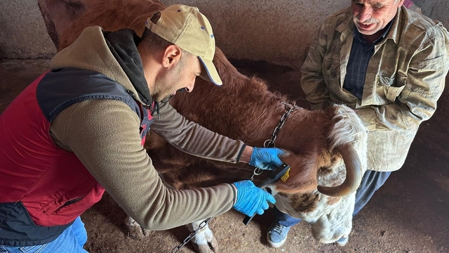 Tunceli'de şap aşılama kampanyası sürüyor