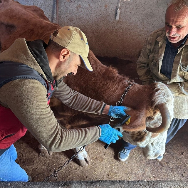 Tunceli'de şap aşılama kampanyası sürüyor