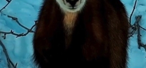 Tunceli'de şamua sürüsü görüntülendi