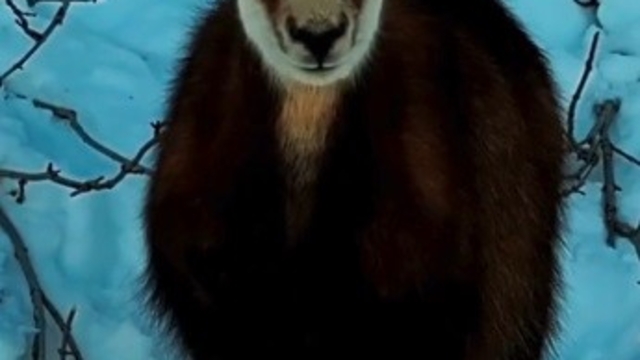 Tunceli'de şamua sürüsü görüntülendi