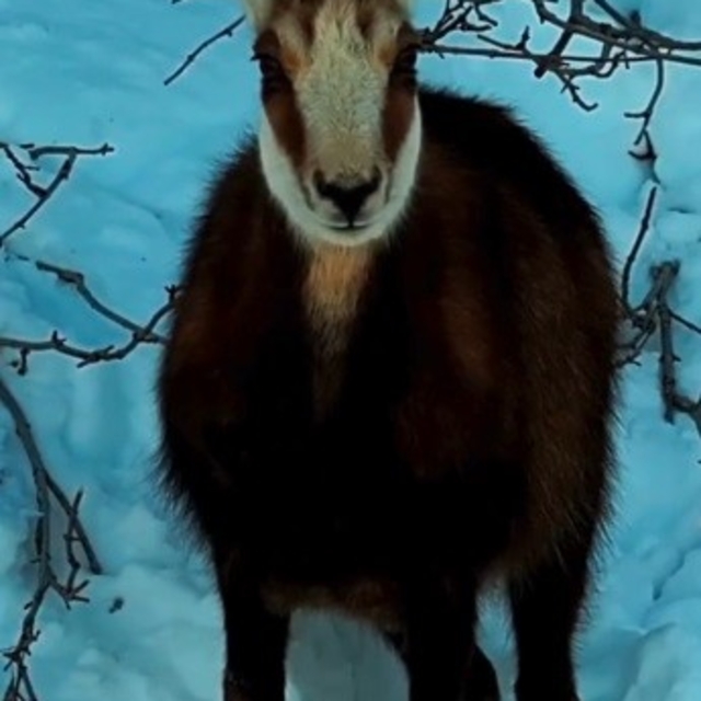 Tunceli'de şamua sürüsü görüntülendi