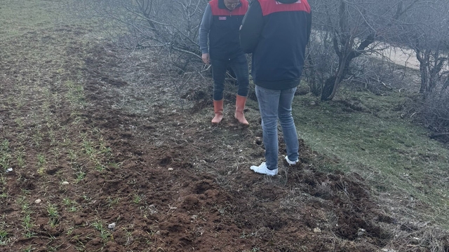 Elazığ'da tarla faresi  sürvey çalışması