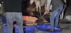 Adana’da kasası eşek dolu kamyonet yola devrildi