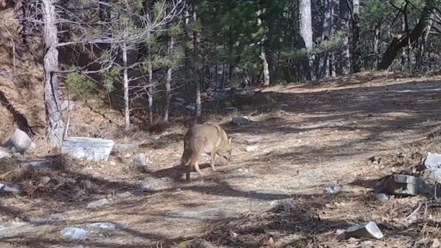 Uludağ'da Altın Çakallar fotokapana yakalandı