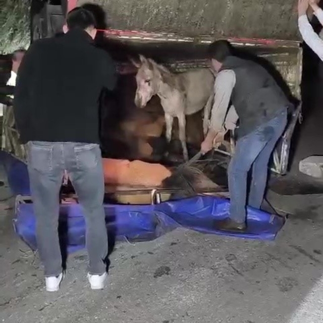 Adana'da kasası eşek dolu kamyonet yola devrildi