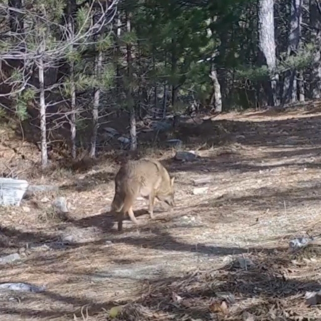 Uludağ'da Altın Çakallar fotokapana yakalandı