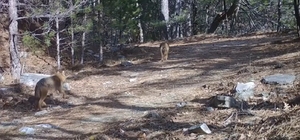 Ormanda dolaşan çakallar fotokapanla görüntülendi