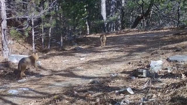 Ormanda dolaşan çakallar fotokapanla görüntülendi