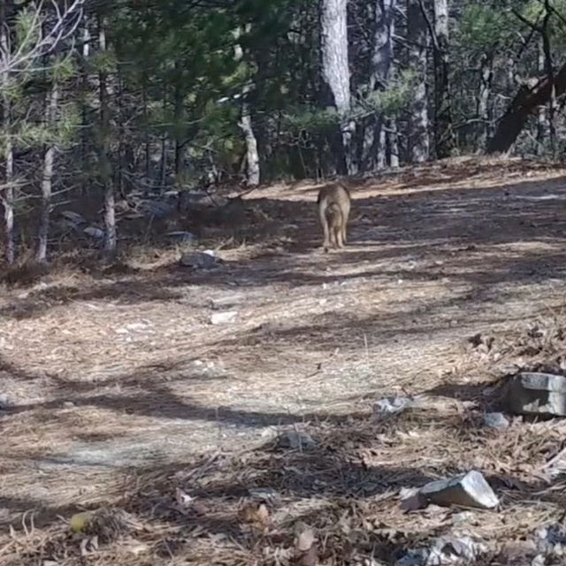 Ormanda dolaşan çakallar fotokapanla görüntülendi