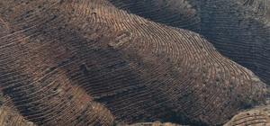 Bursa'da yanan ormanlar 8 ayda ilmek ilmek işlendi, bölge yeniden can buldu Harmancık ve Gürsu'da 2 milyon yeni fidan, 25 ton tohum dikildi Harmancık ve Orhaneli'de zarar gören 4 bin 240 hektarda 2327 kilometre teras oluşturuldu, Gürsu'da ise 490 kilometre teras inşa edildi Gürsu'da yanan orman alanlarında basın mensupları fidan dikimi gerçekleştirdi