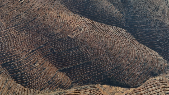 Bursa'da yanan ormanlar 8 ayda ilmek ilmek işlendi, bölge yeniden can buldu
Harmancık ve Gürsu'da 2 milyon yeni fidan, 25 ton tohum dikildi
Harmancık ve Orhaneli'de zarar gören 4 bin 240 hektarda 2327 kilometre teras oluşturuldu, Gürsu'da ise 490 kilometre teras inşa edildi
Gürsu'da yanan orman alanlarında basın mensupları fidan dikimi gerçekleştirdi