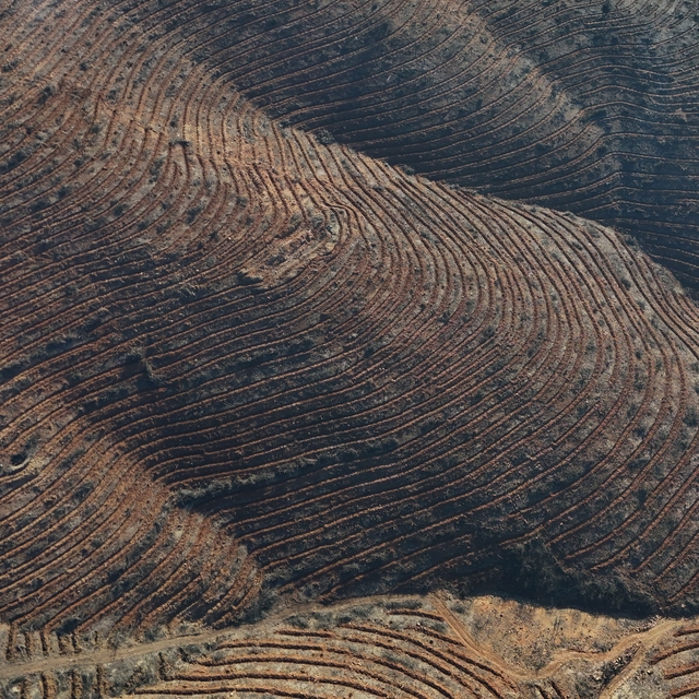 Bursa'da yanan ormanlar 8 ayda ilmek ilmek işlendi, bölge yeniden can buldu...