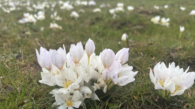 Bingöl'de baharın habercisi kardelenler yüzünü gösterdi