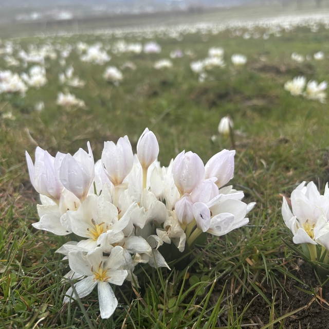 Bingöl'de baharın habercisi kardelenler yüzünü gösterdi