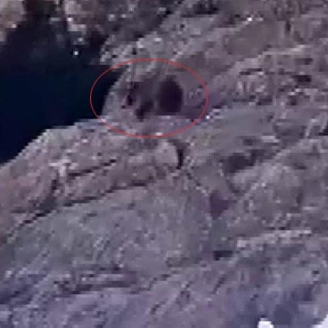 Kış uykusundan uyandı, kar üstünde yiyecek aradı