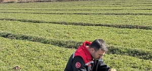 Iğdır’da yonca tarlalarında yonca hortumlu böceği ile mücadele