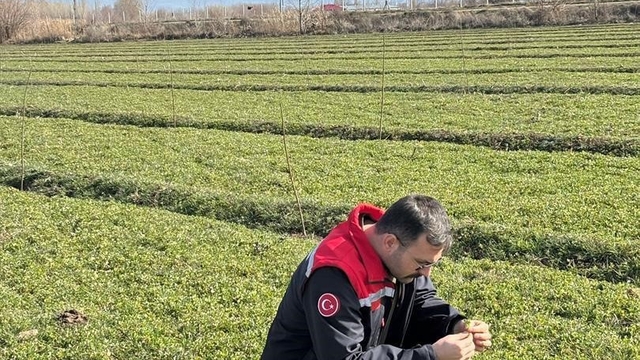 Iğdır'da yonca tarlalarında yonca hortumlu böceği ile mücadele