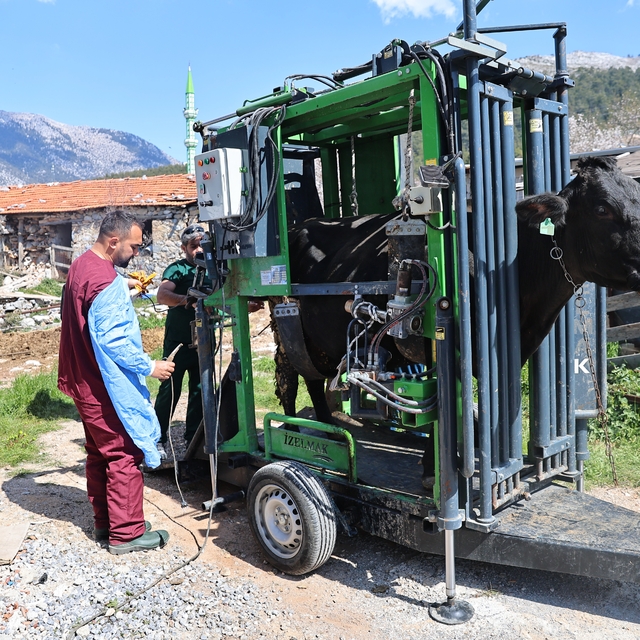 Gündoğmuşlu üreticilerin büyükbaş hayvanlarına tırnak bakım desteği