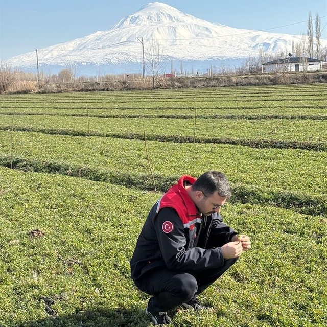 Iğdır'da yonca tarlalarında yonca hortumlu böceği ile mücadele