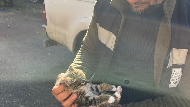 Van'da çatıda mahsur kalan yavru kedi kurtarıldı